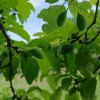 Obrázek Švestková povidla BIO 350 g